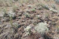 Erigeron filifolius gallery image #14
