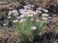 Erigeron filifolius gallery image #15