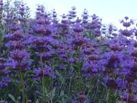 Salvia dorrii var. incana gallery image #2
