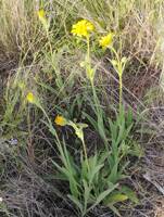 Arnica sororia gallery image #2
