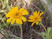 Arnica sororia gallery image #3