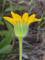 Arnica sororia gallery image #4