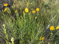 Arnica sororia gallery image #6