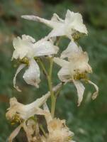 Delphinium xantholeucum gallery image #1