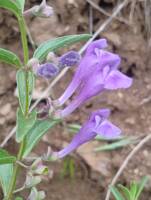 Scutellaria angustifolia var. angustifolia gallery image #3
