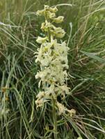 Delphinium xantholeucum gallery image #2