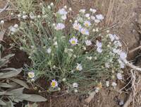 Erigeron filifolius gallery image #5