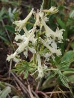 Delphinium xantholeucum gallery image #3