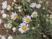 Erigeron filifolius gallery image #6