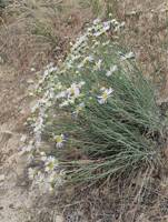 Erigeron filifolius gallery image #1