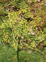 Lomatium klickitatense gallery image #4