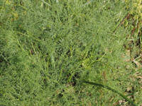 Lomatium klickitatense gallery image #5
