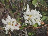 Amelanchier alnifolia gallery image #1