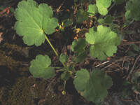 Heuchera cylindrica gallery image #2