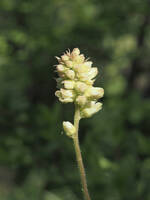 Heuchera cylindrica gallery image #3