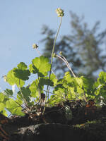 Heuchera cylindrica gallery image #4
