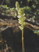 Heuchera cylindrica gallery image #5