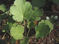 Heuchera cylindrica gallery image #6