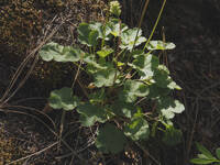 Heuchera cylindrica gallery image #7