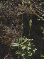 Heuchera cylindrica gallery image #8