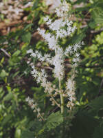 Maianthemum racemosum ssp. amplexicaule gallery image #1
