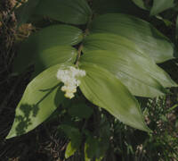 Maianthemum racemosum ssp. amplexicaule gallery image #2