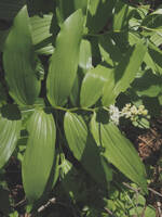 Maianthemum racemosum ssp. amplexicaule gallery image #3