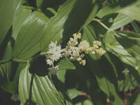 Maianthemum racemosum ssp. amplexicaule gallery image #4