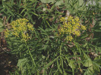 Lomatium ambiguum gallery image #1