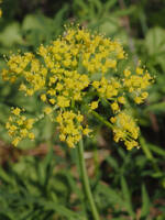 Lomatium ambiguum gallery image #2