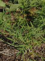 Lomatium ambiguum gallery image #3