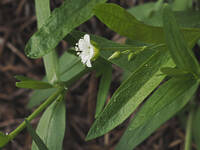 Moehringia macrophylla gallery image #1