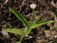 Moehringia macrophylla gallery image #3