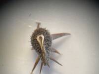Lappula longispina gallery image #3
