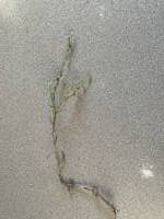 Lappula longispina gallery image #4